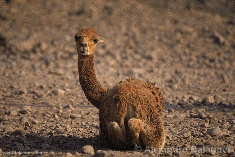 Photo of Peru