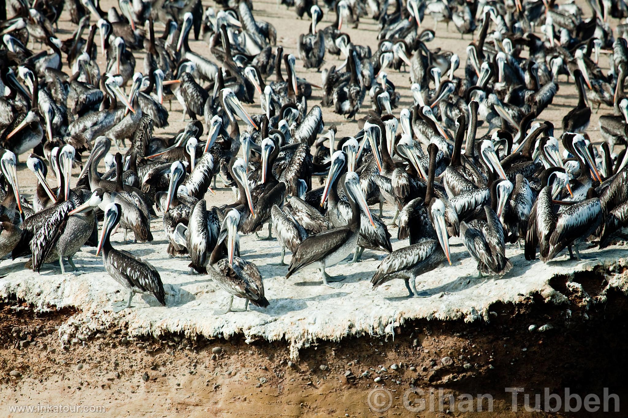 Photo of Peru