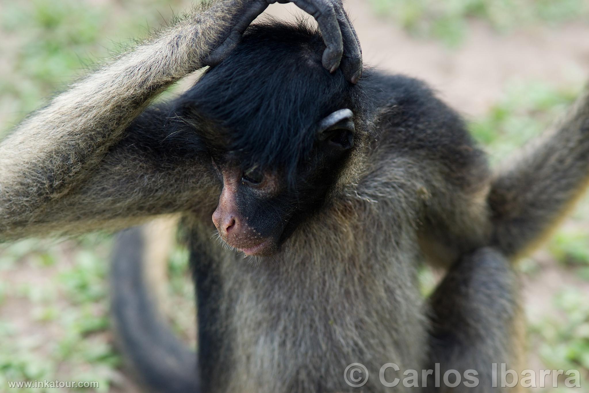 Photo of Peru