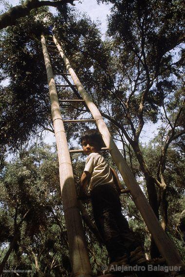 Harvesting of olives