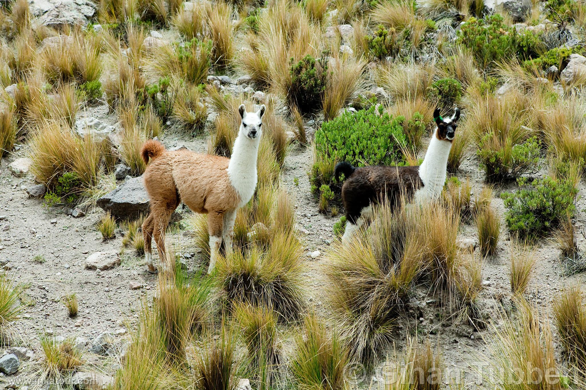 Photo of Peru