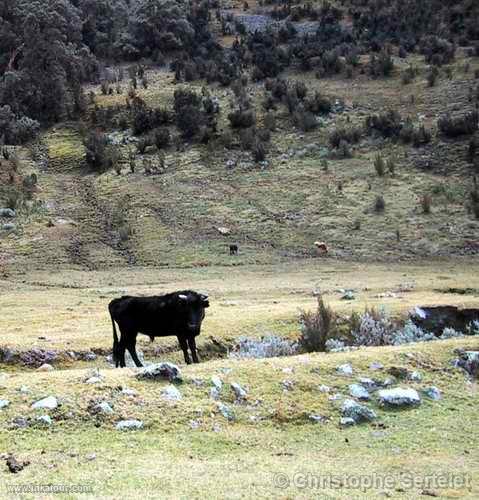 White Cordillera