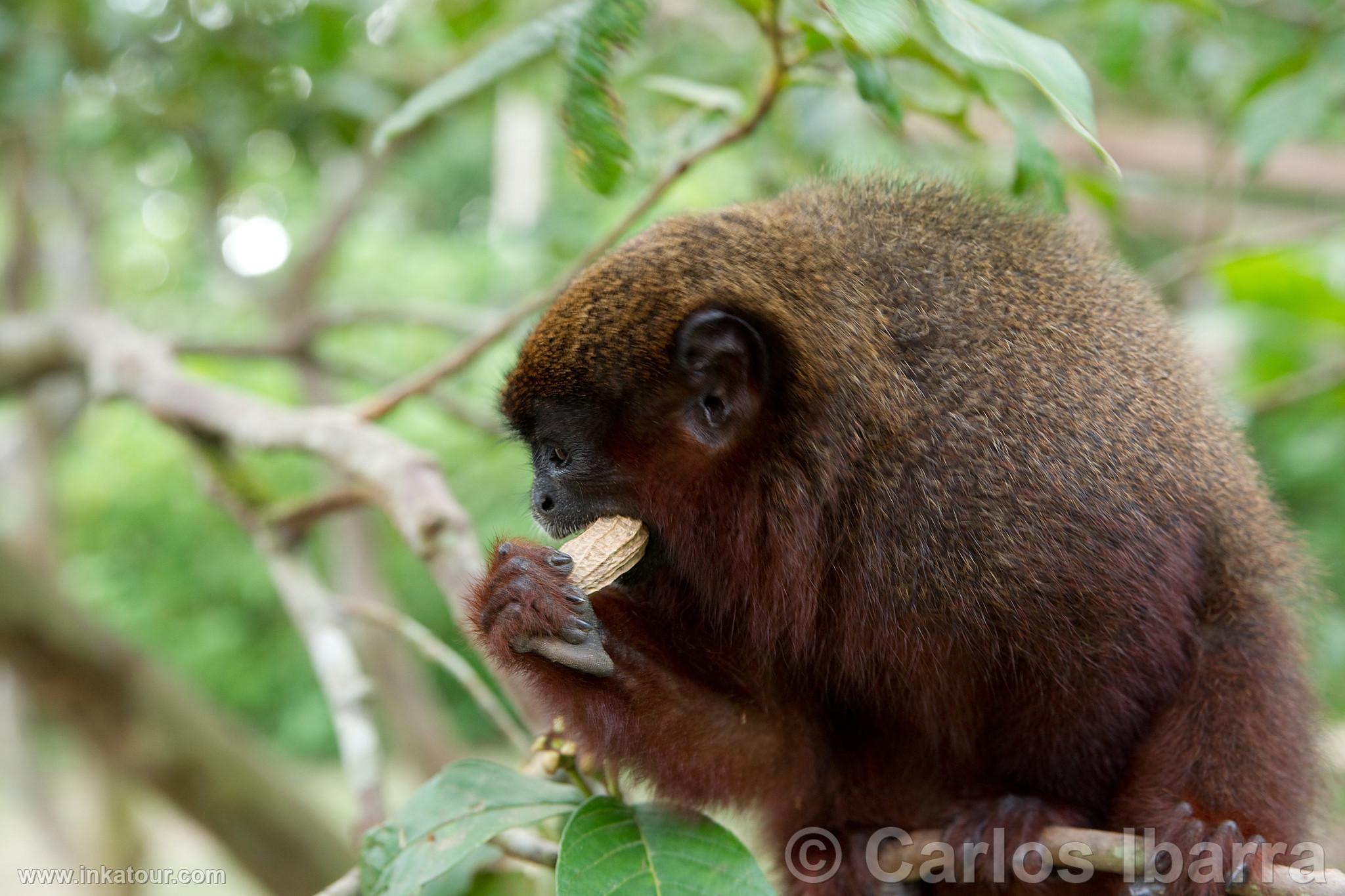 Titi Monkey