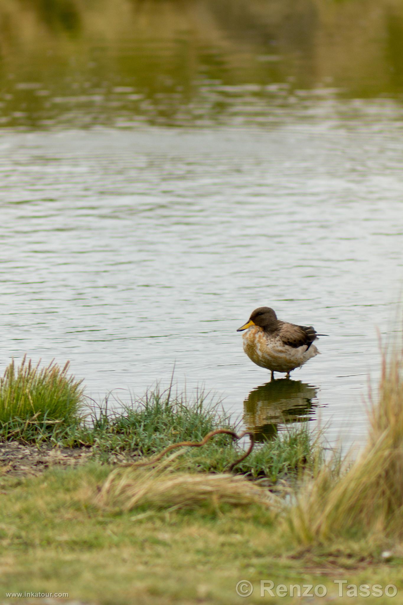 Speckled teal