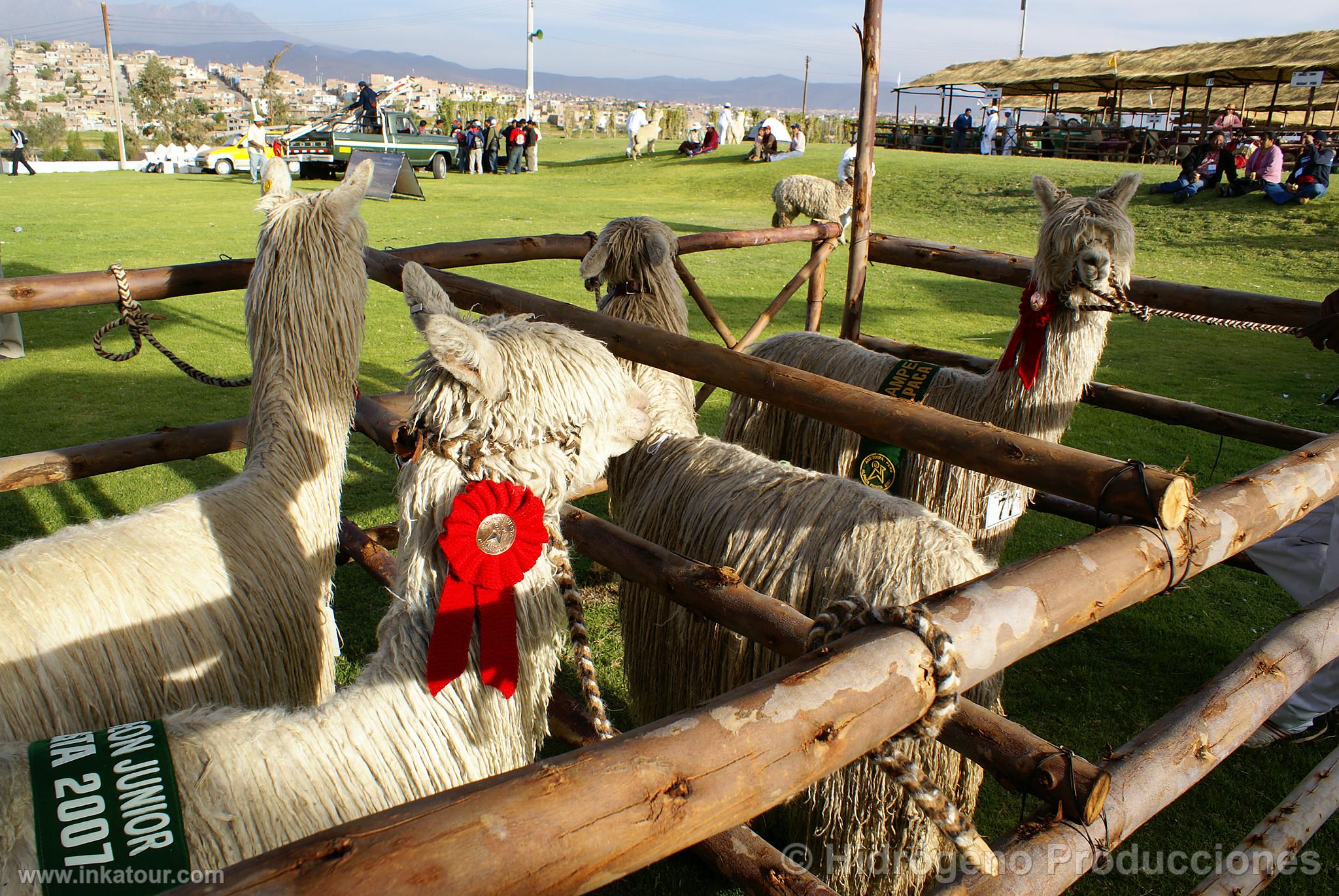 Photo of Peru