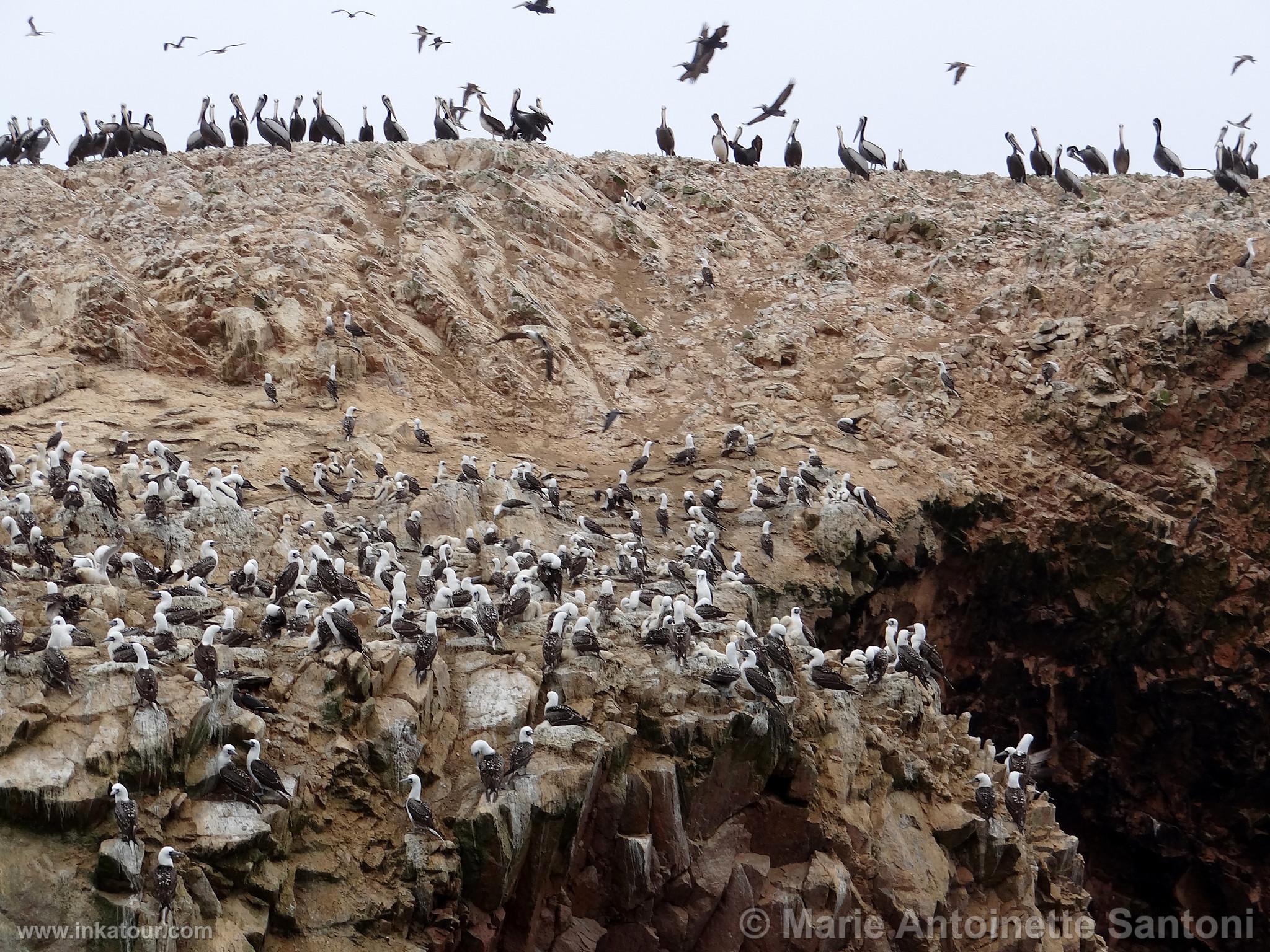 Ballestas, Paracas