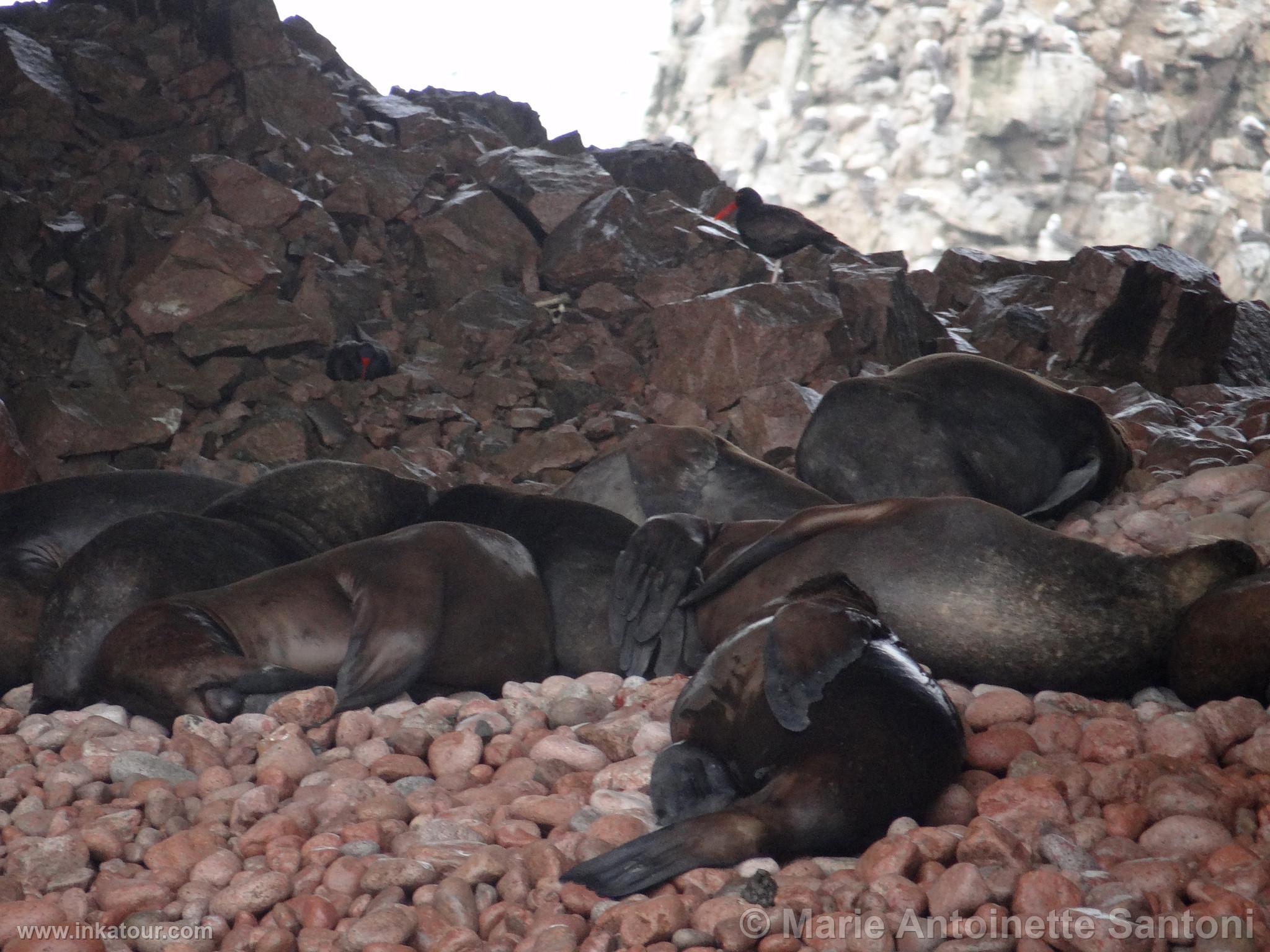 Ballestas, Paracas