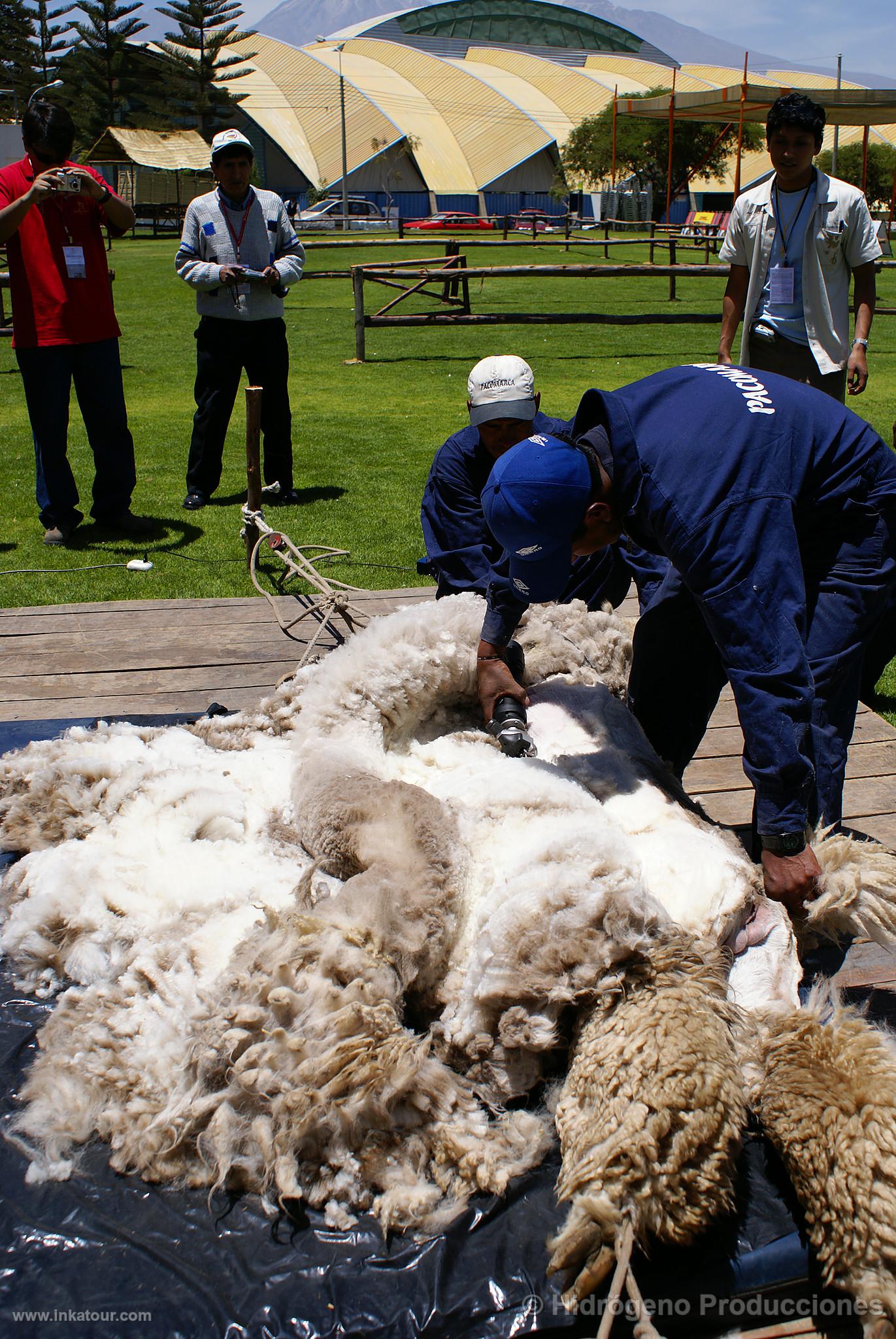 Photo of Peru