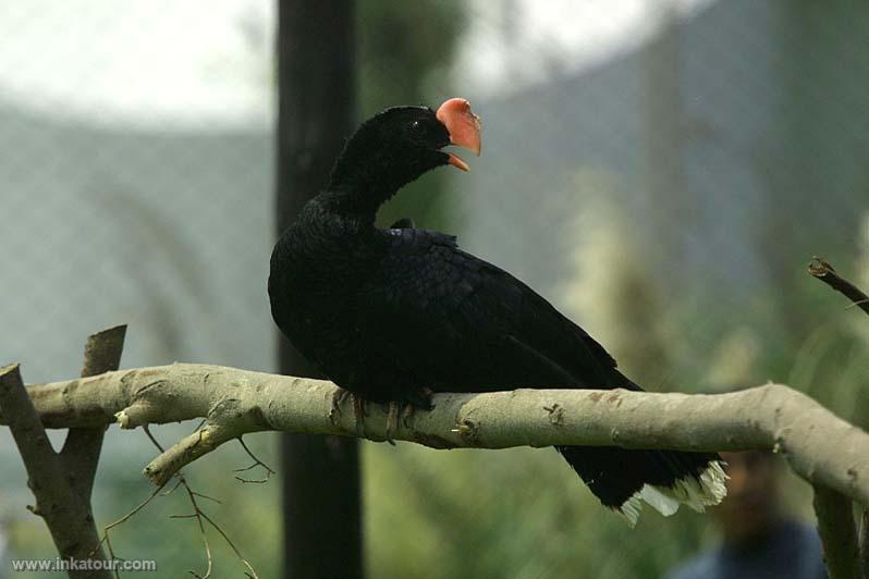 Photo of Peru