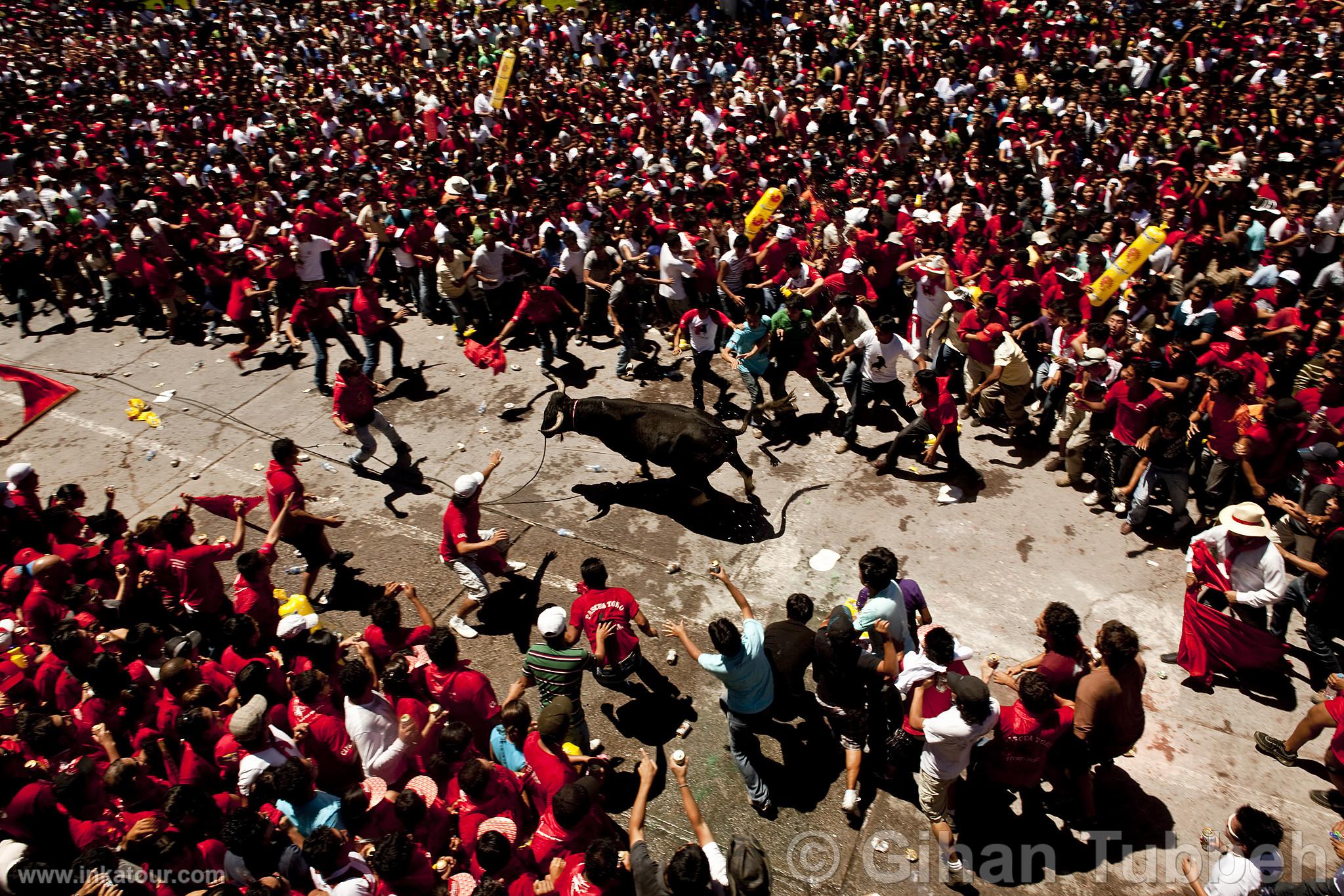 Pascua Toro Festival