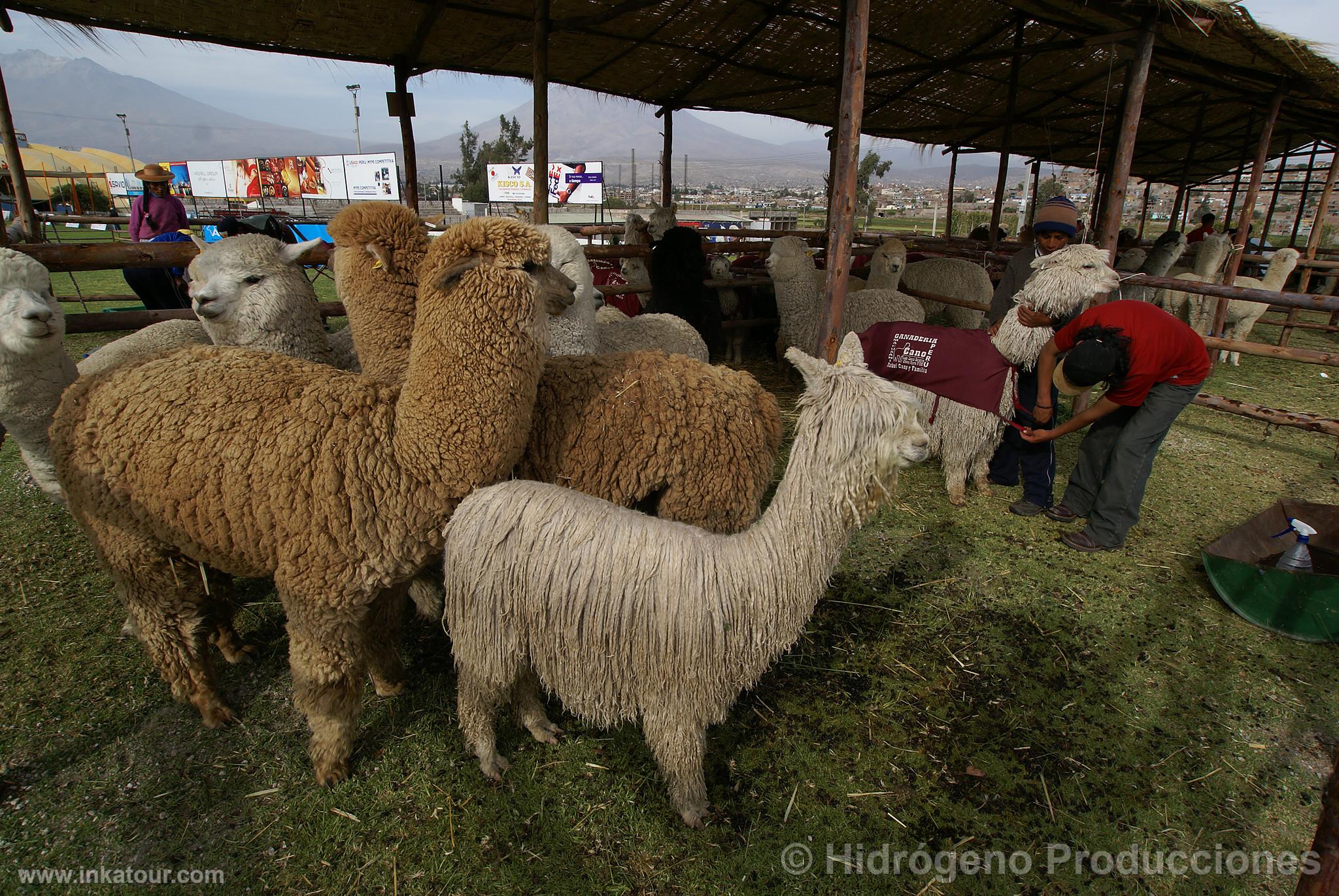 Photo of Peru