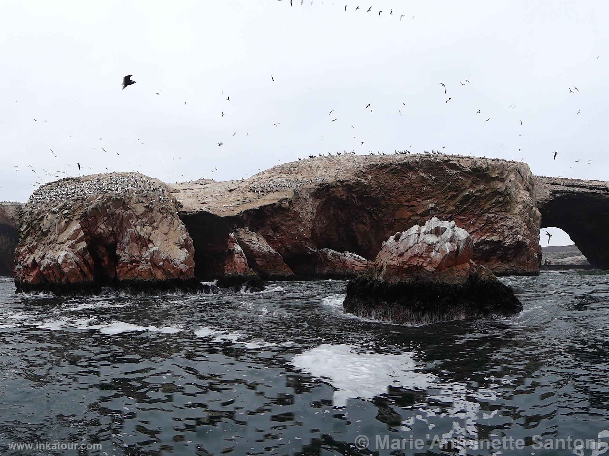 Ballestas, Paracas