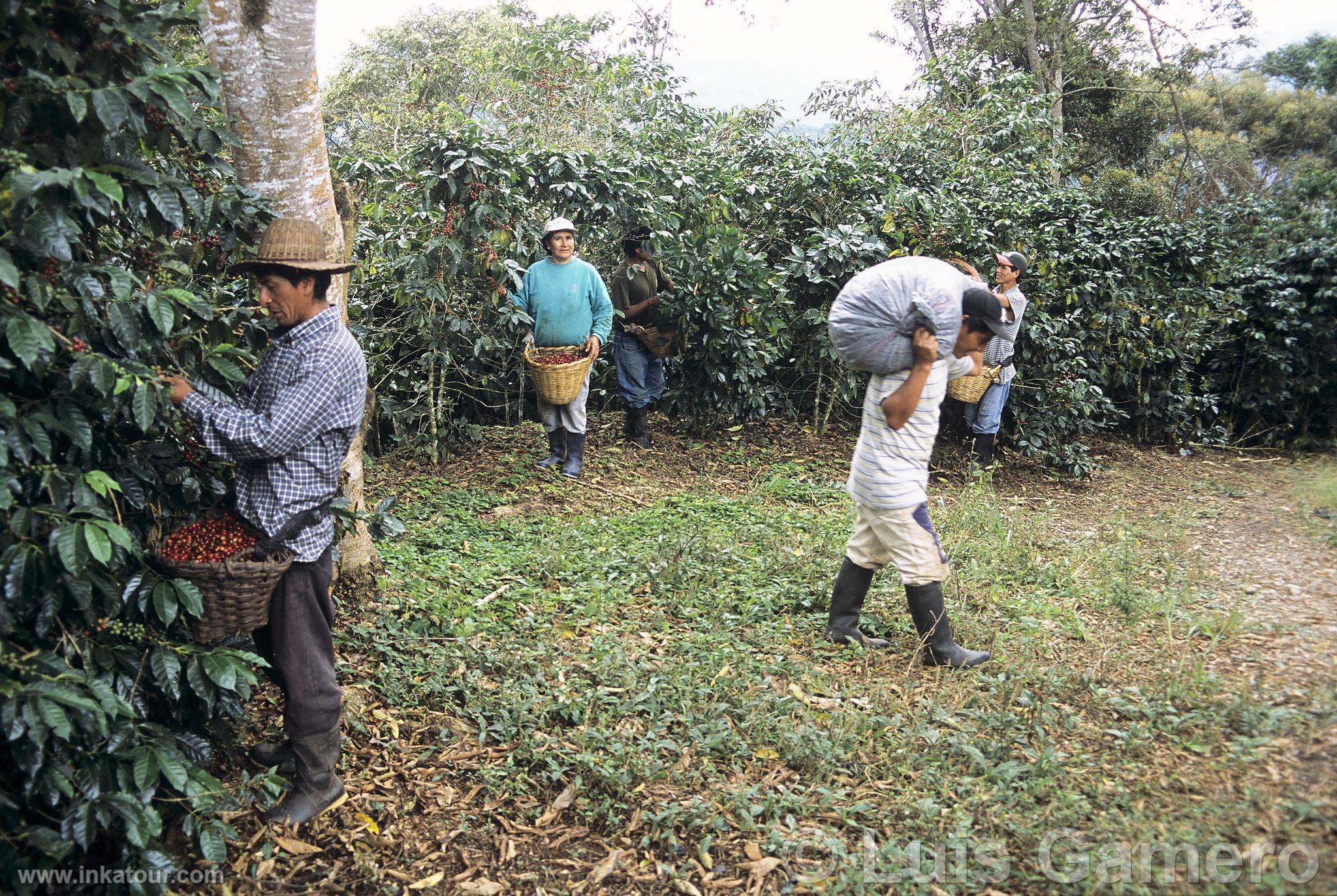 Coffee Cultivation in Villa Rica