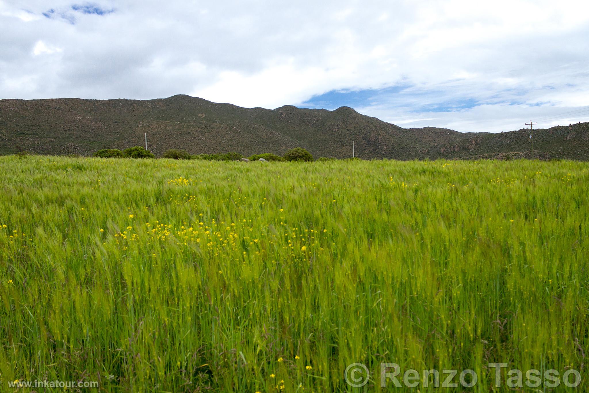 Photo of Peru