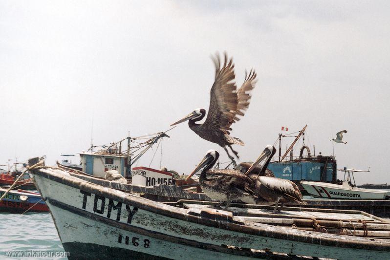 Photo of Peru