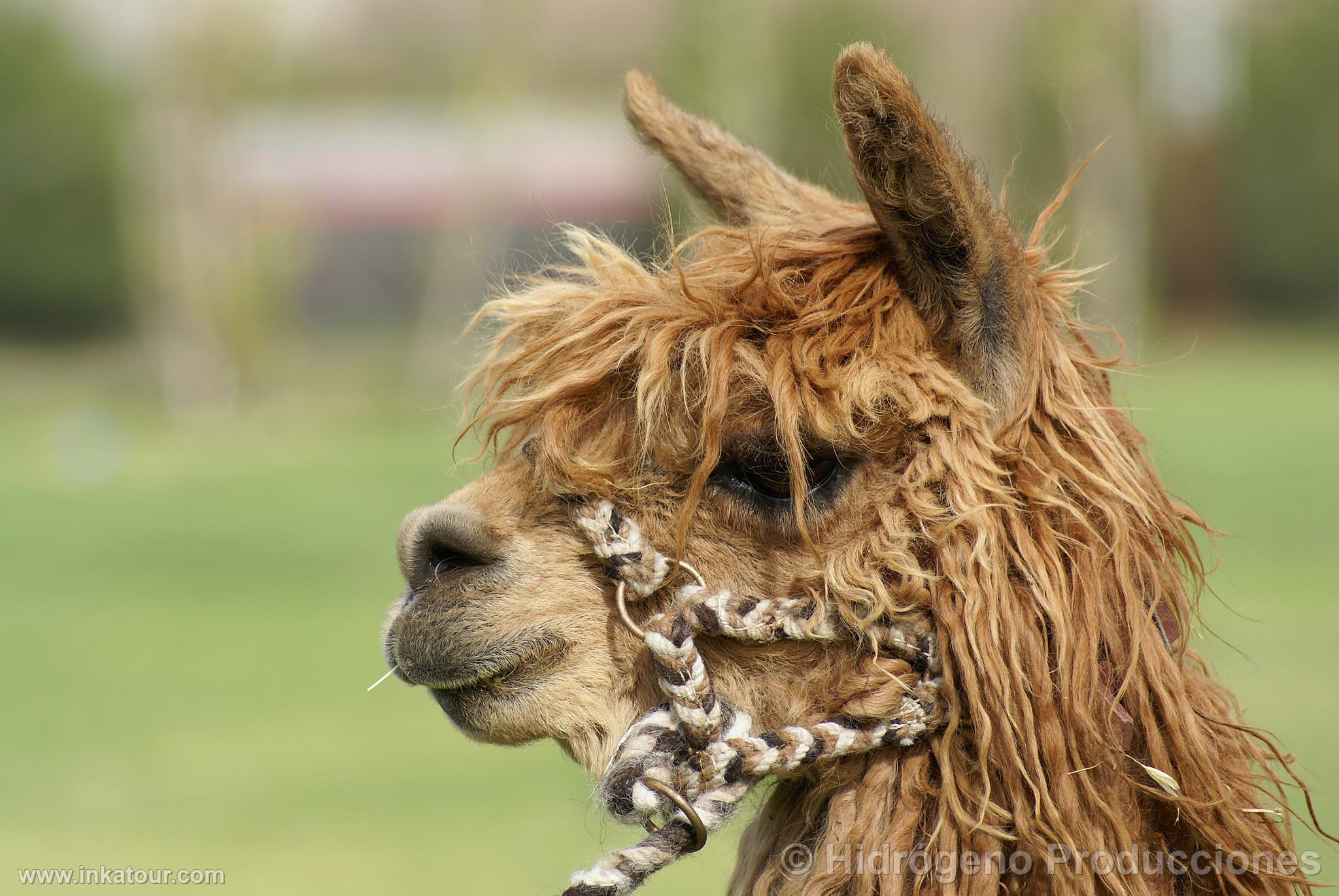 Photo of Peru