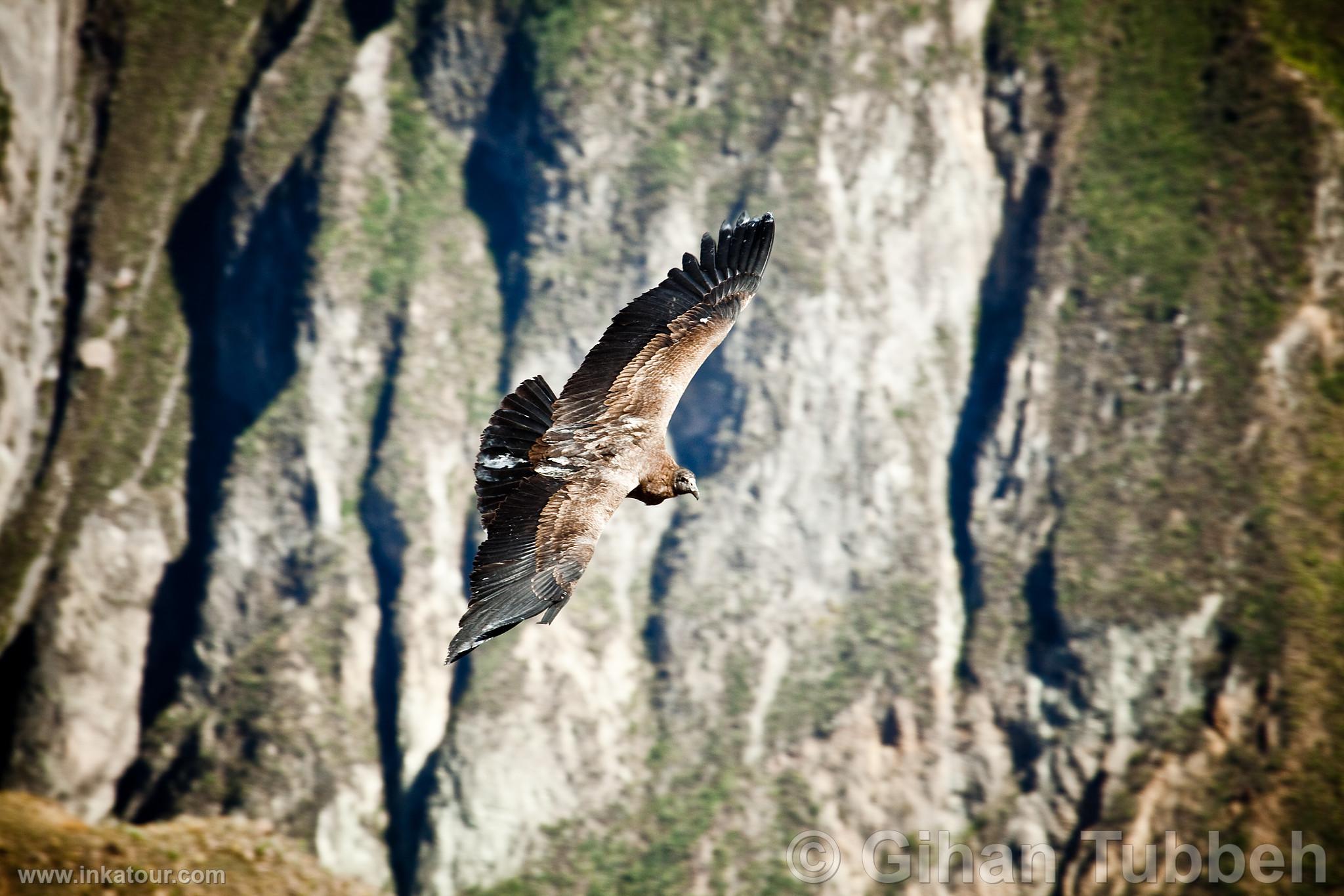 Photo of Peru