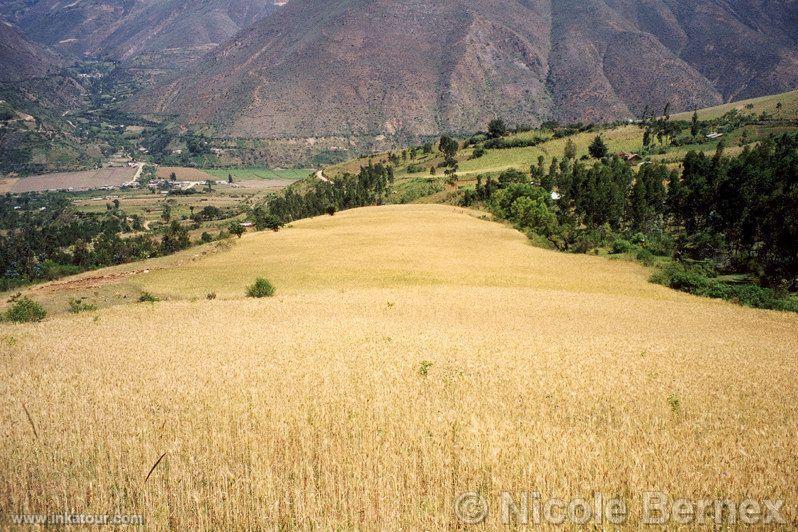 Wheat farm, Hunuco