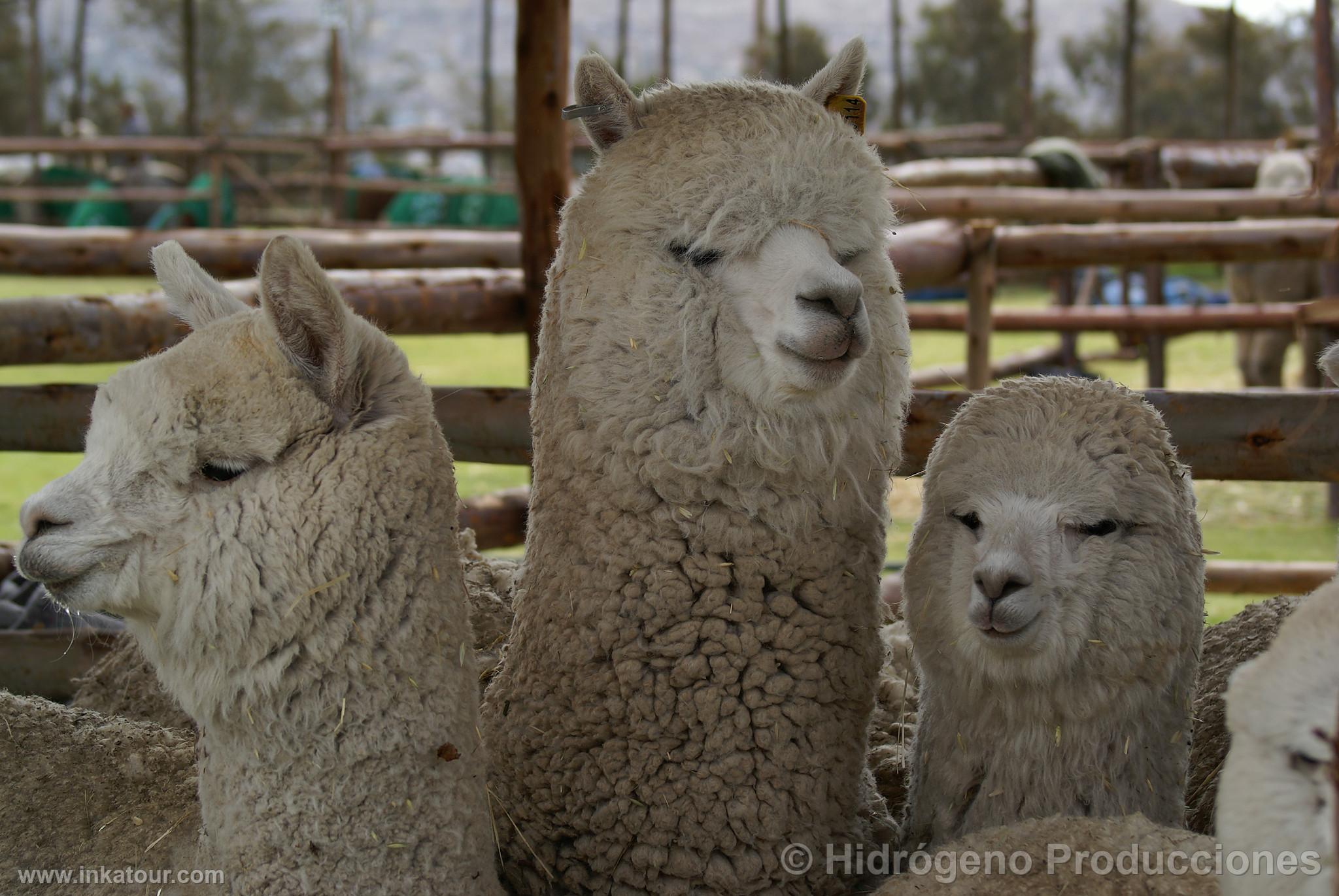 Photo of Peru