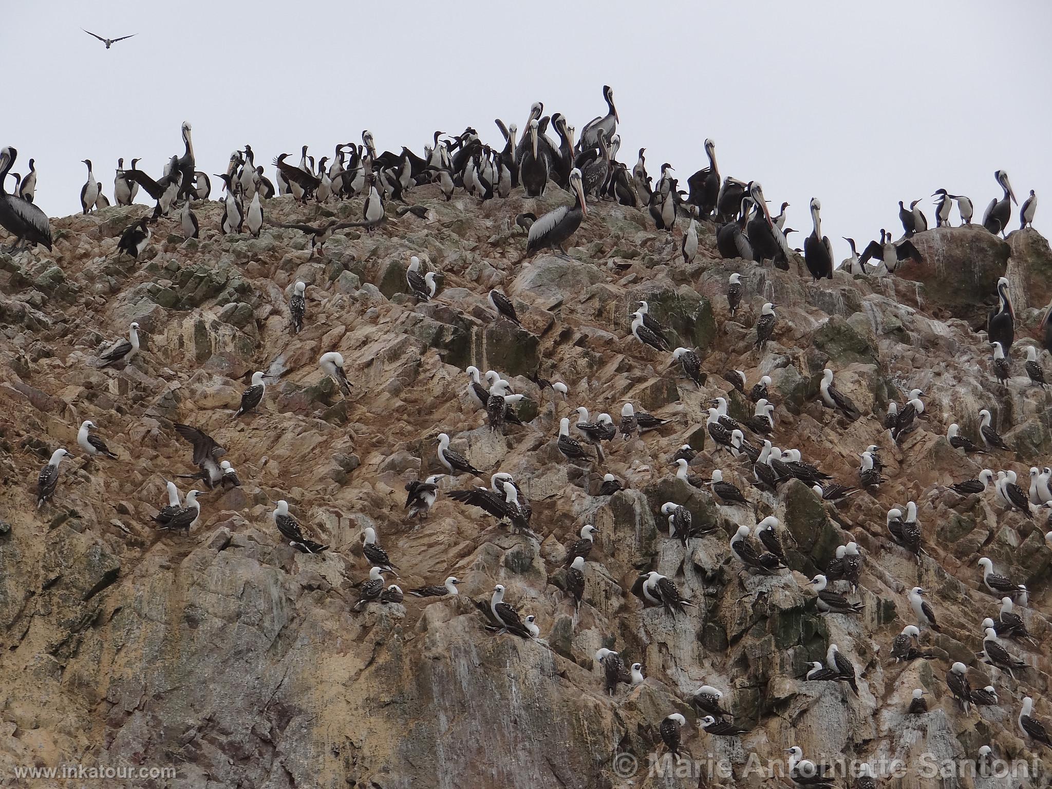 Ballestas, Paracas