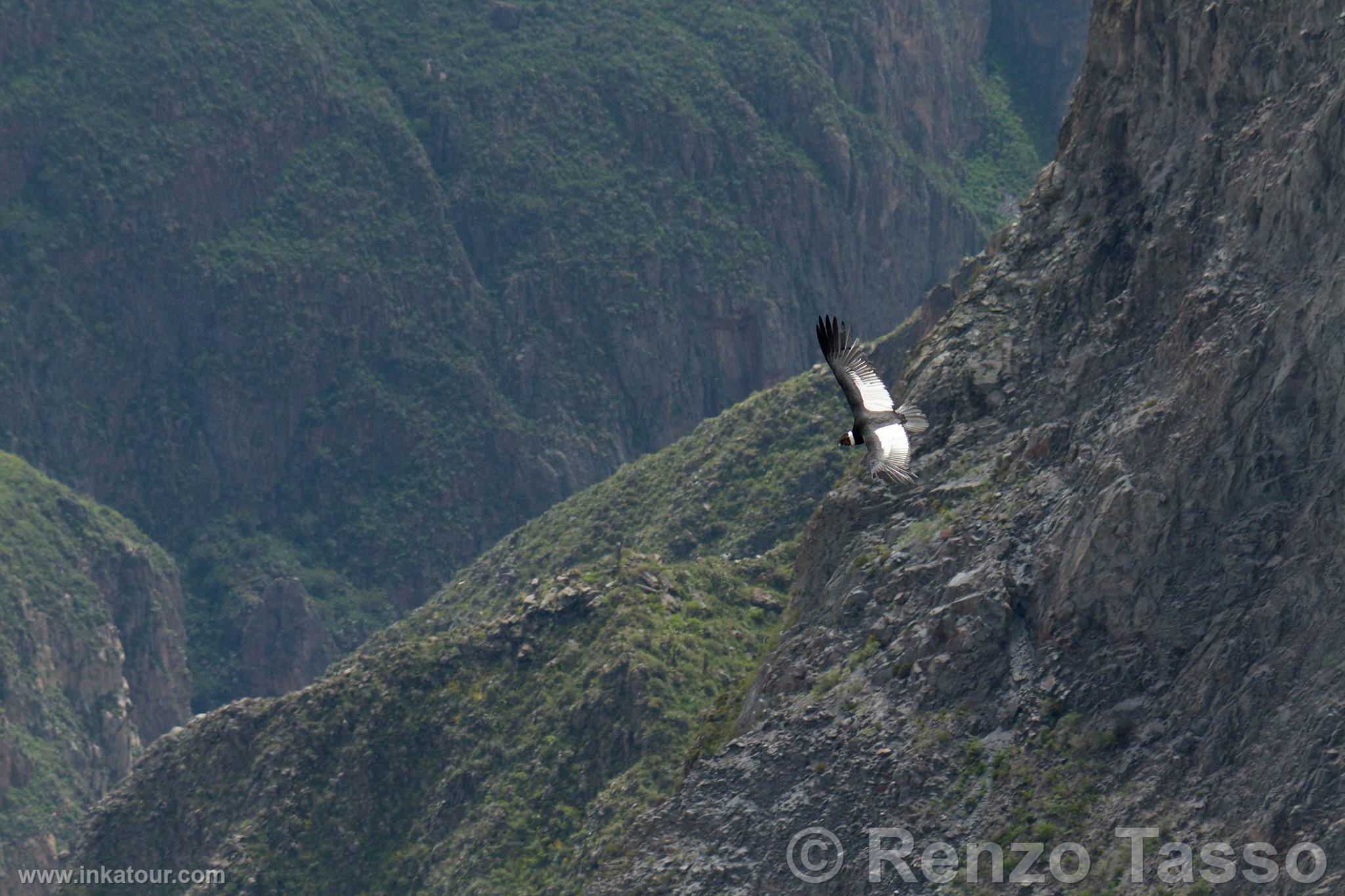 Photo of Peru