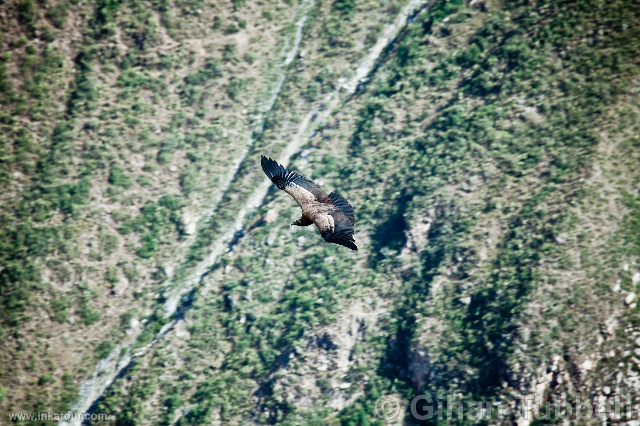 Photo of Peru