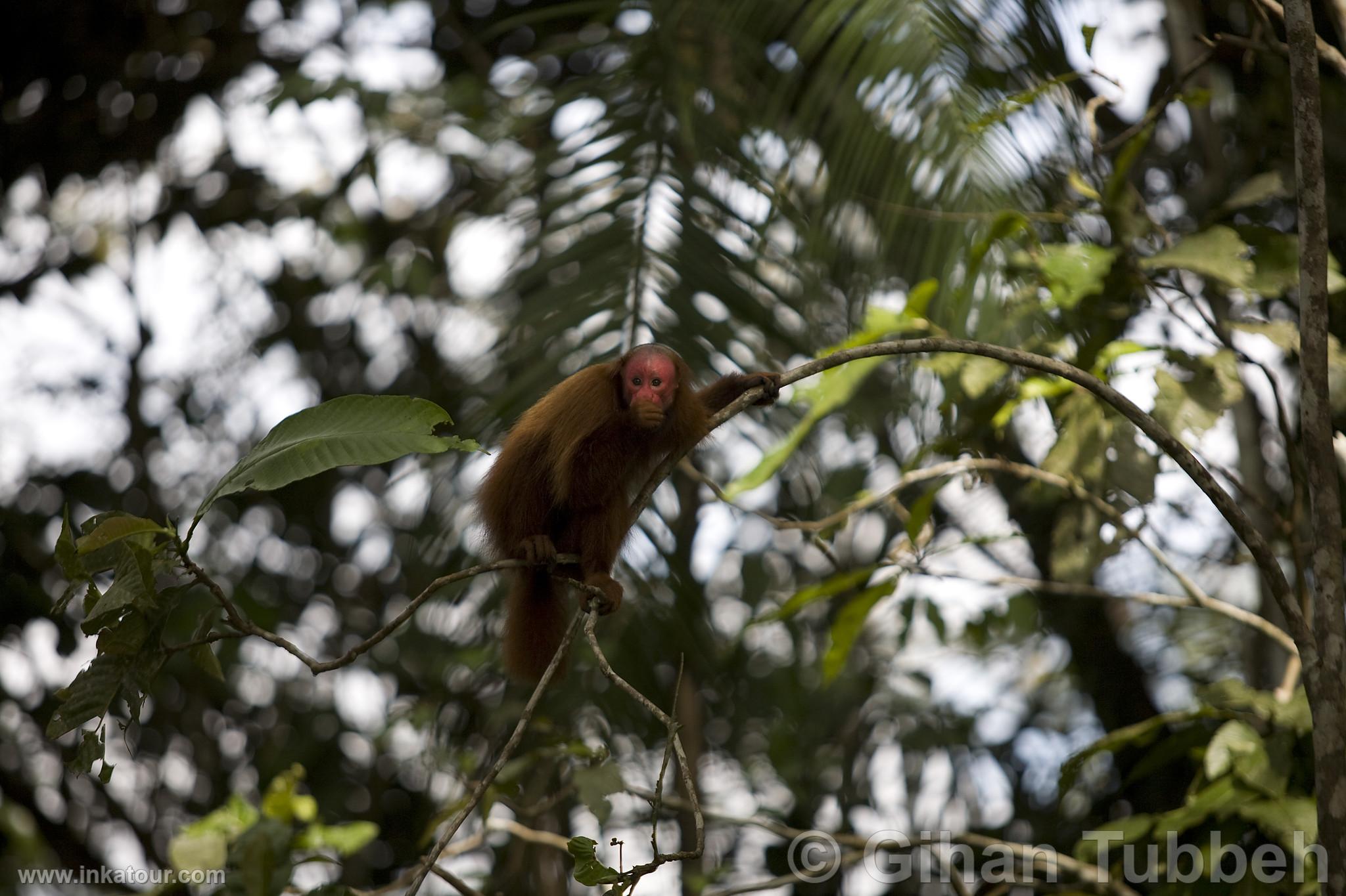 Photo of Peru