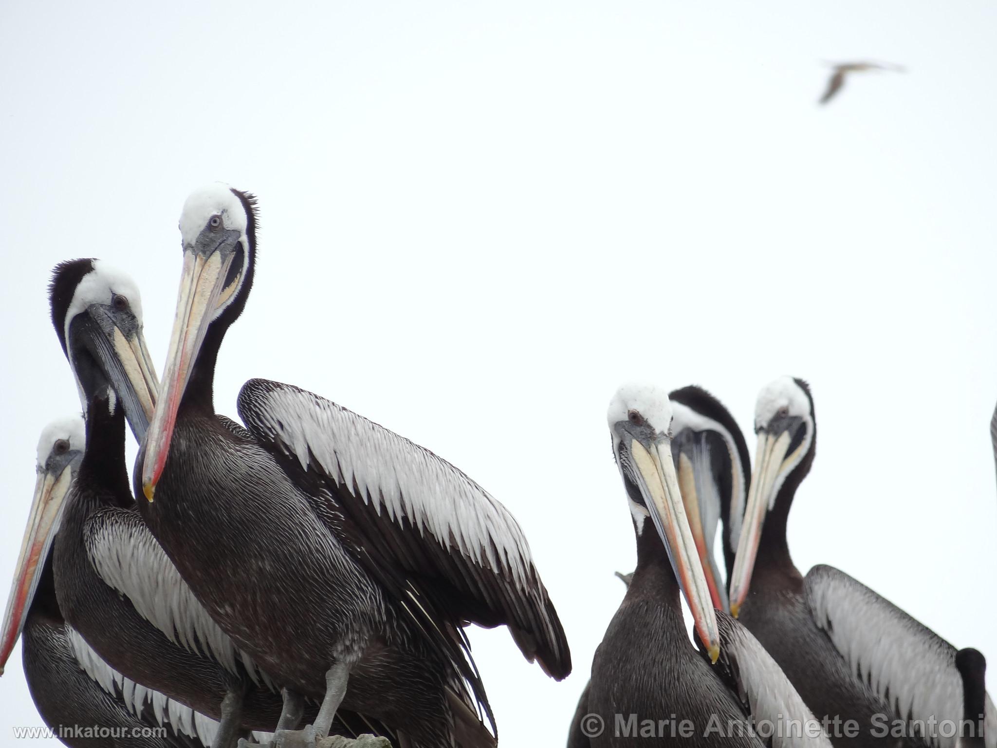 Ballestas, Paracas