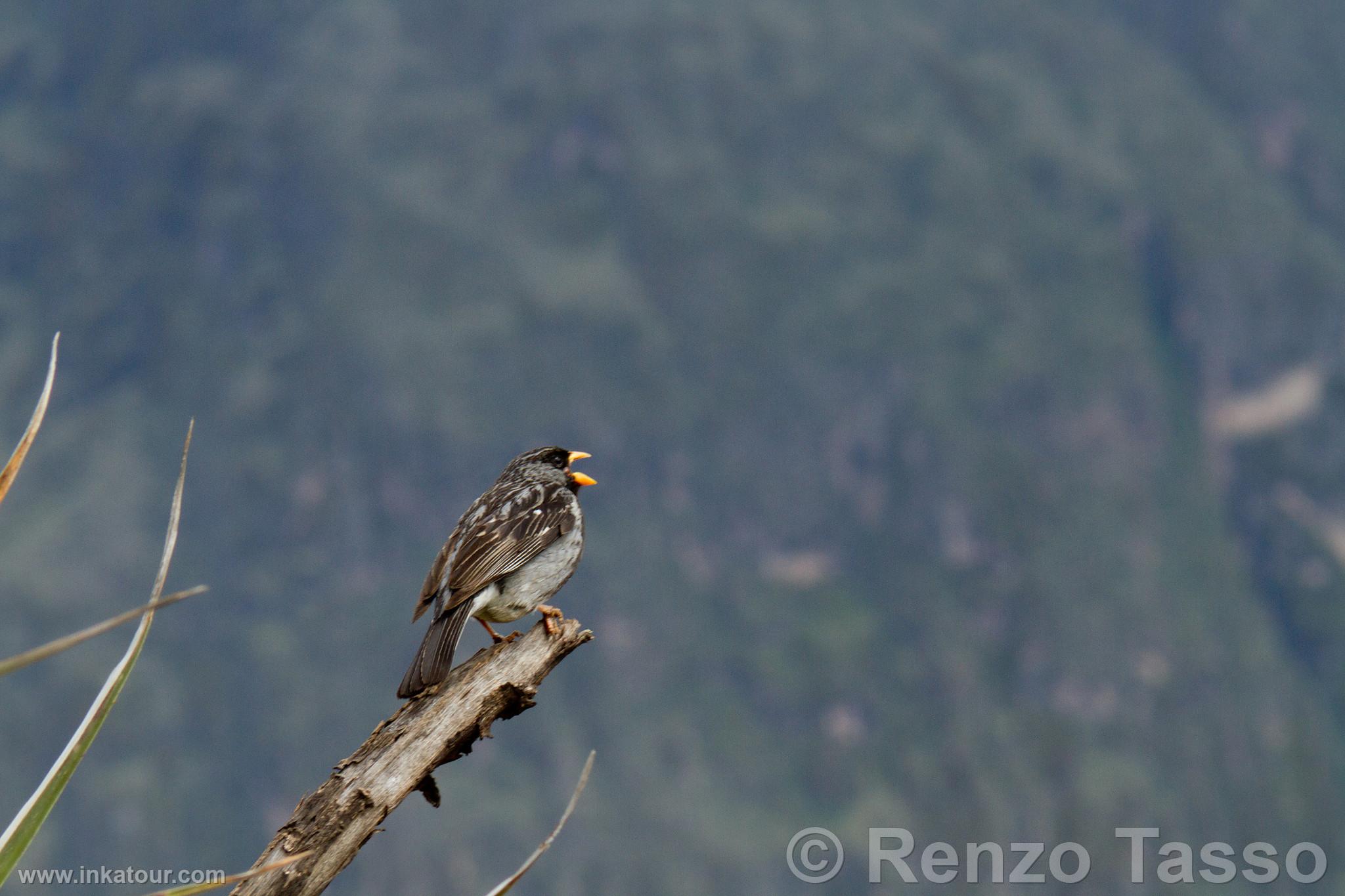 Photo of Peru