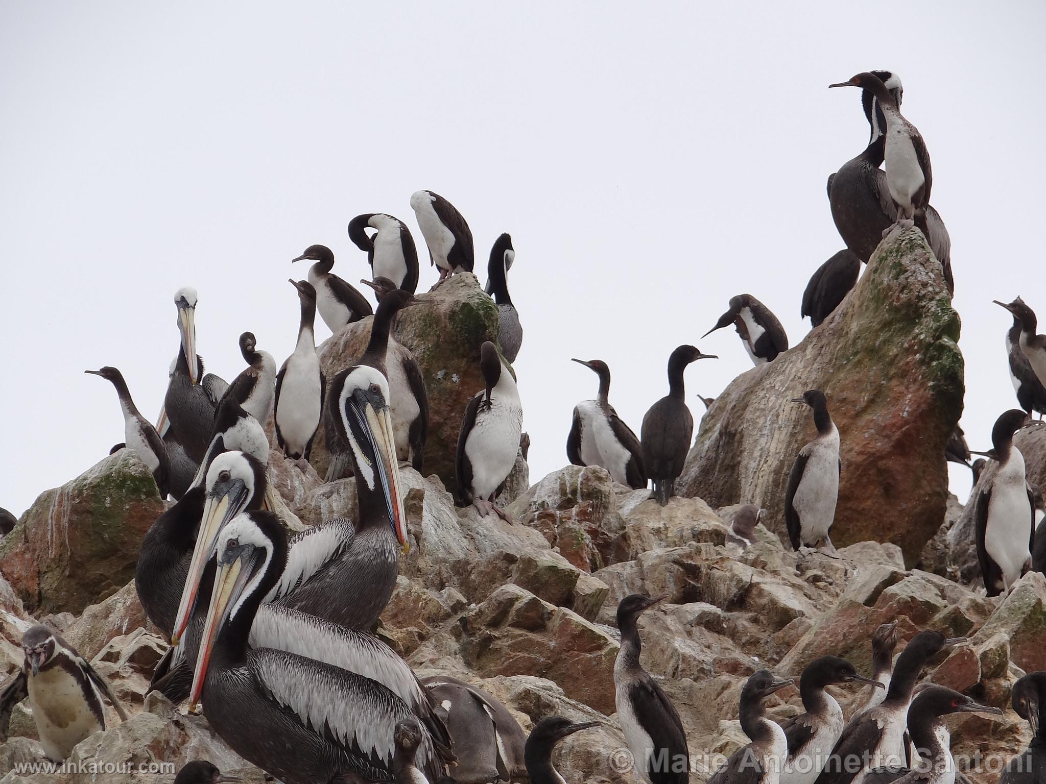 Ballestas, Paracas