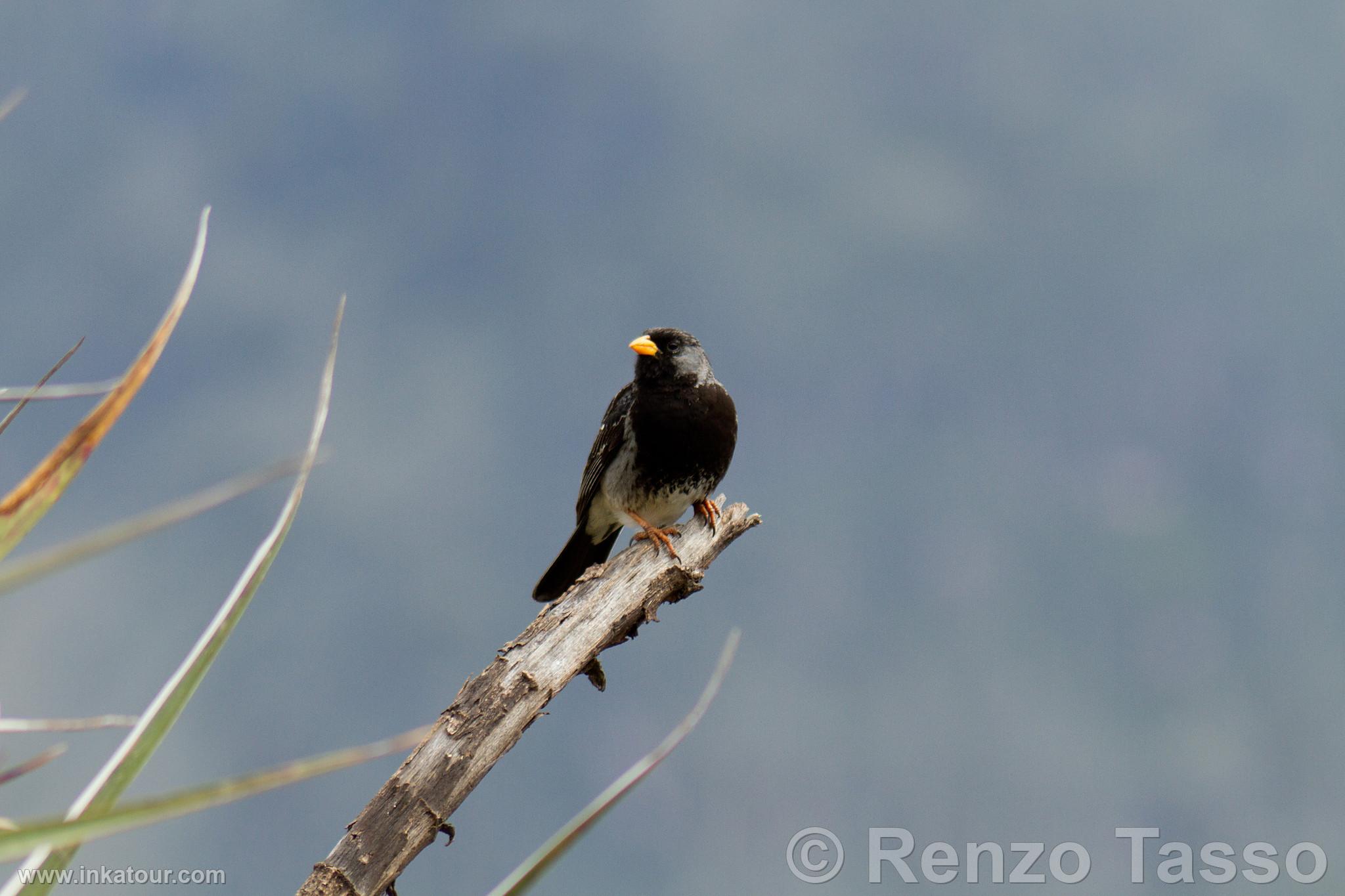 Photo of Peru