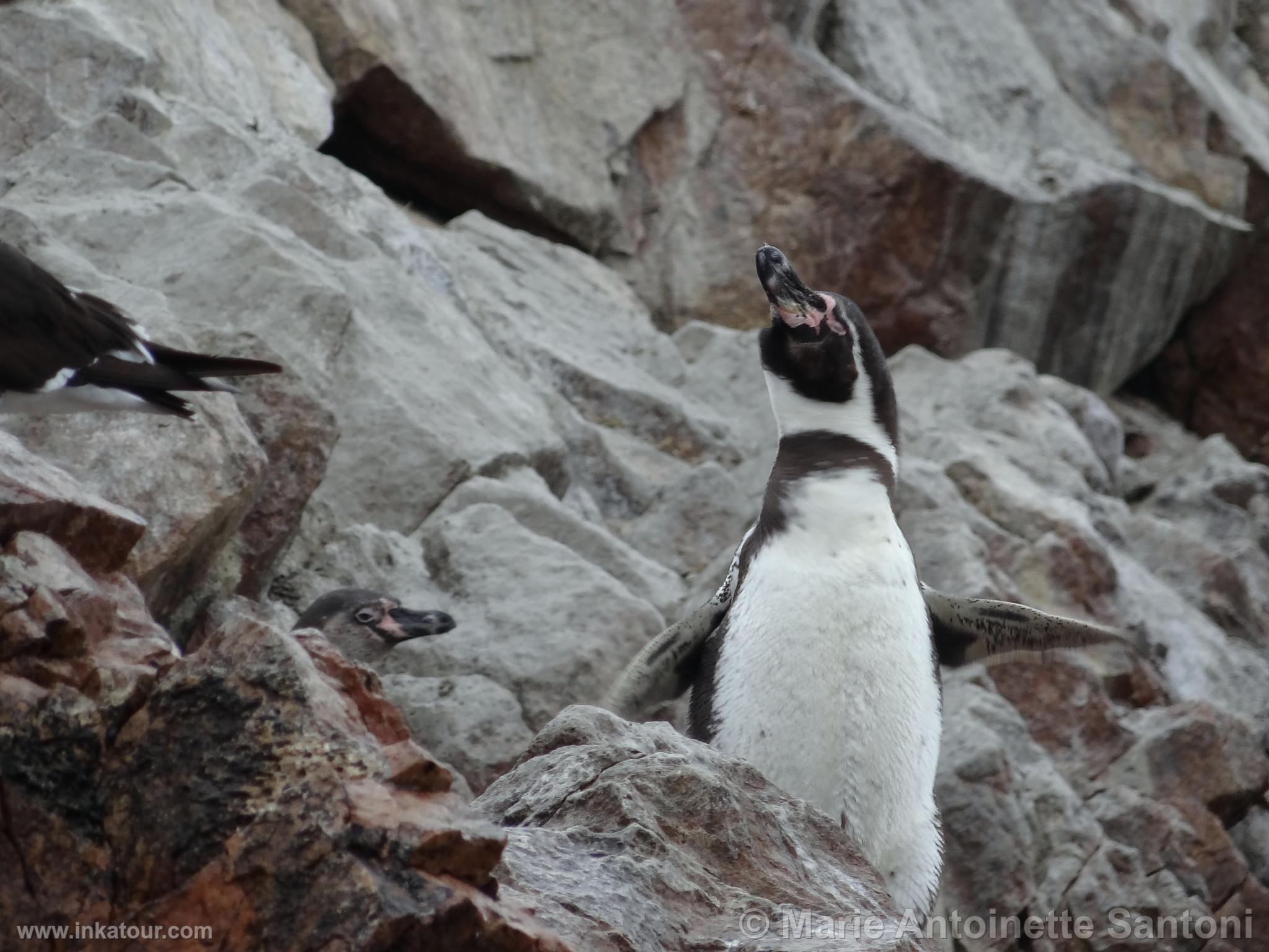 Ballestas, Paracas