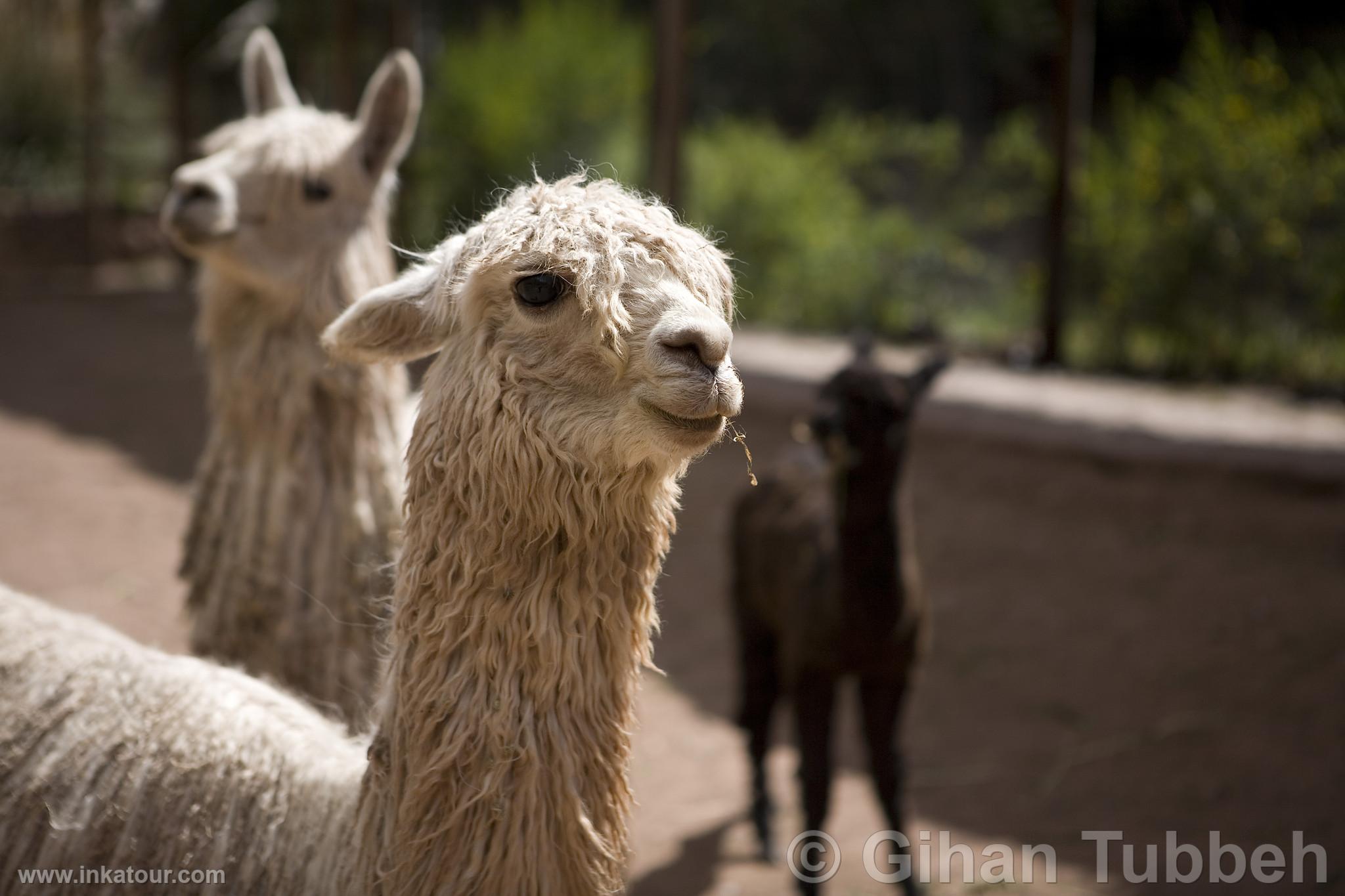 Photo of Peru