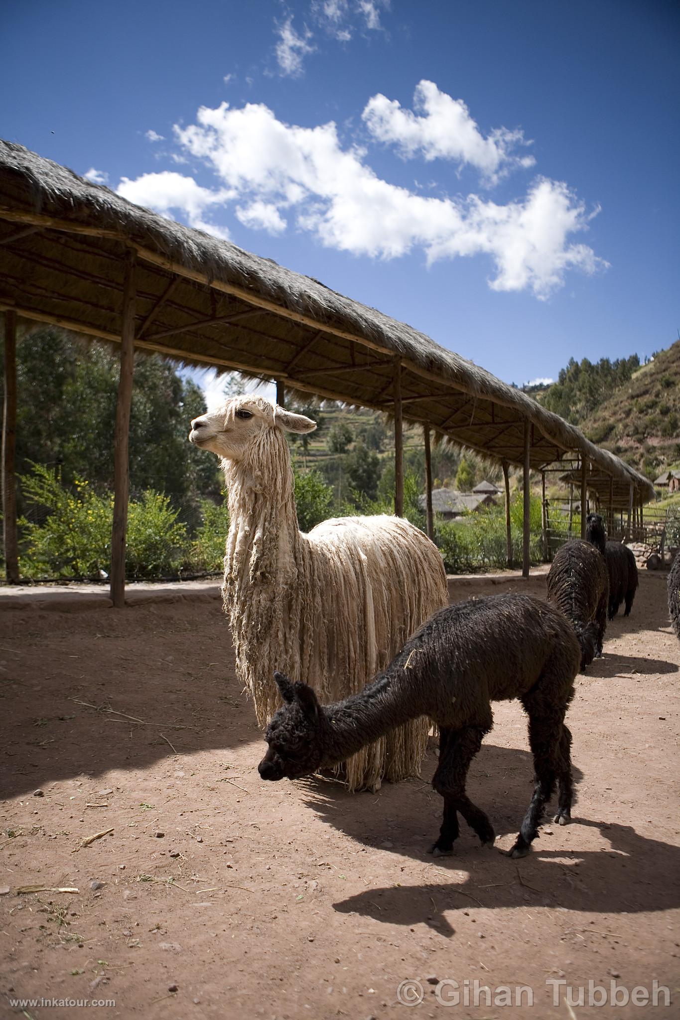 Photo of Peru