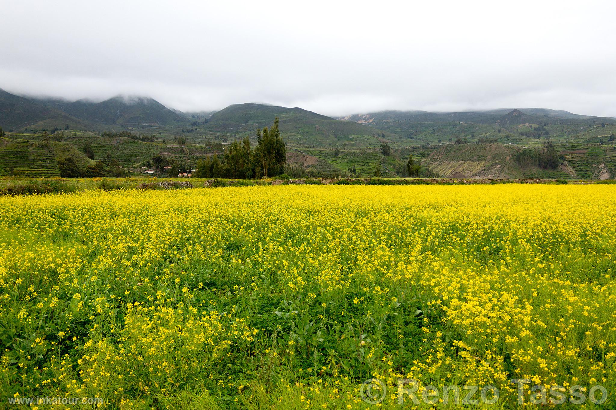 Photo of Peru