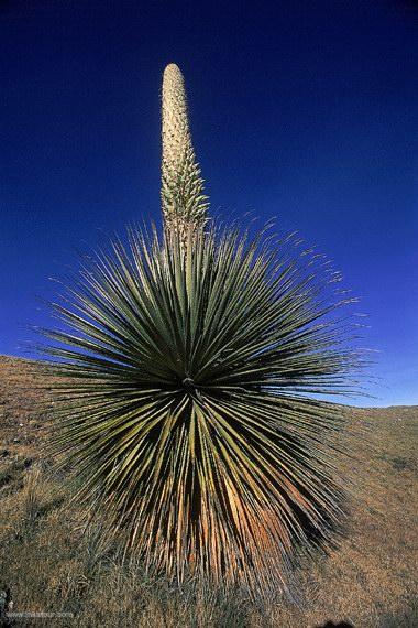 Photo of Peru