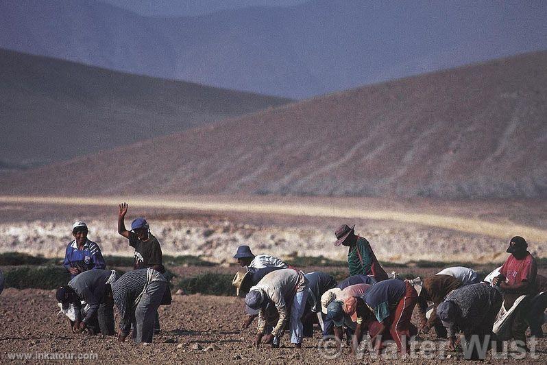 Culture of asparagus