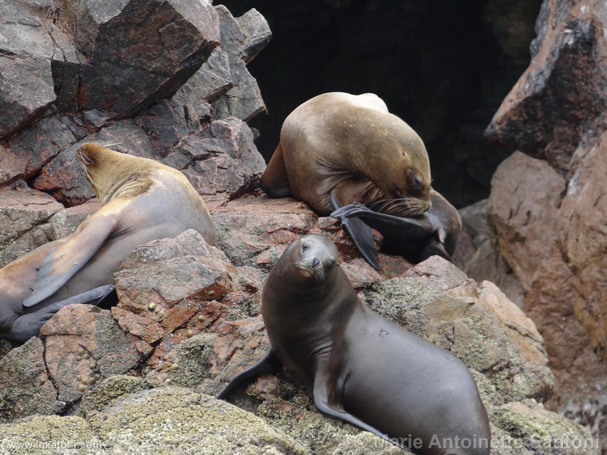 Ballestas, Paracas