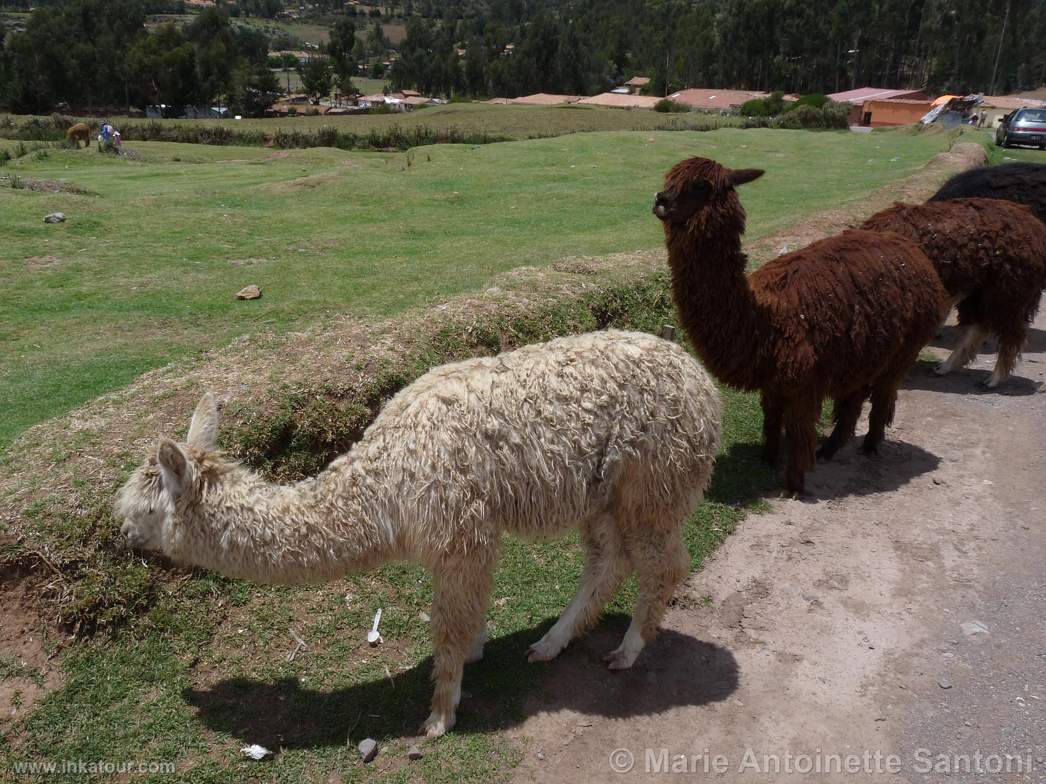 Photo of Peru