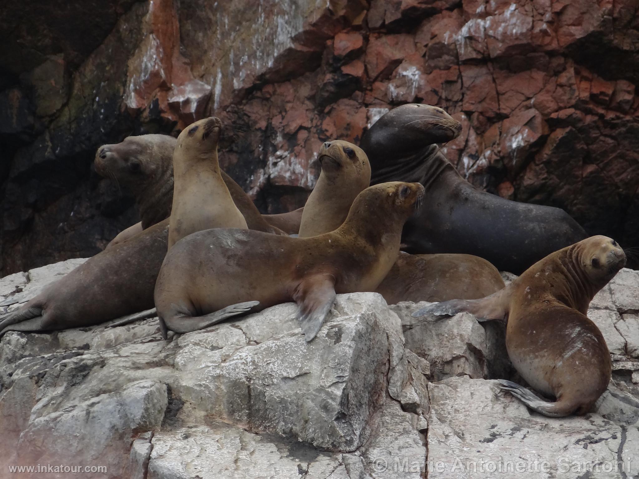 Ballestas, Paracas