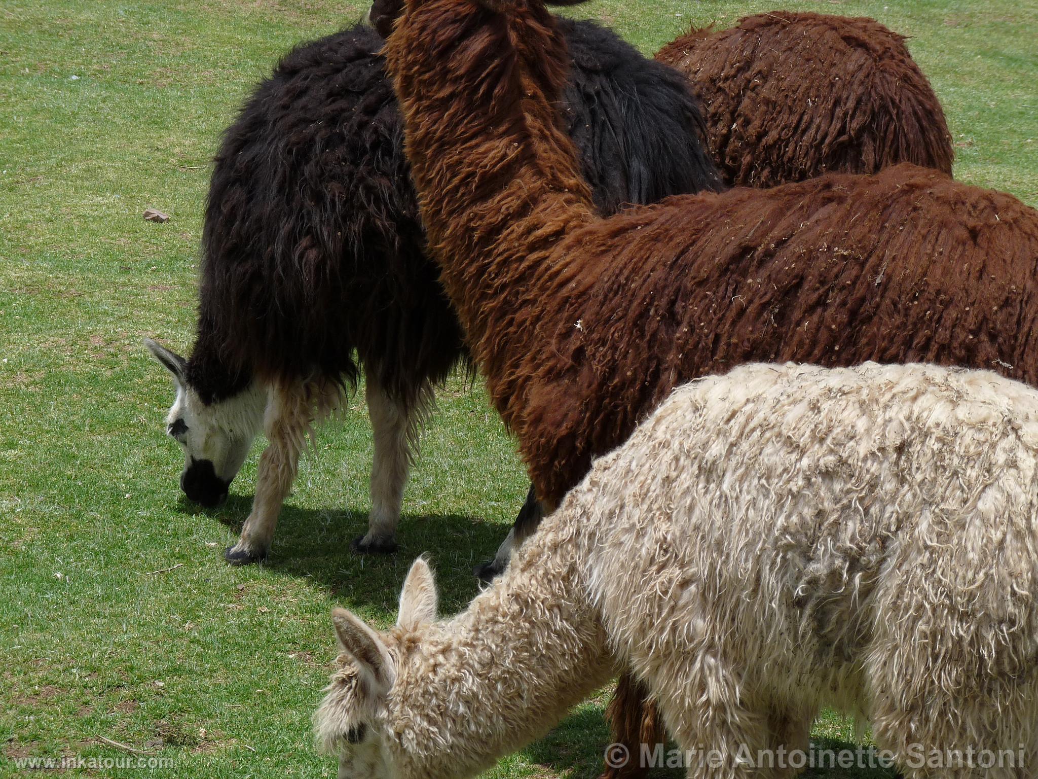 Photo of Peru