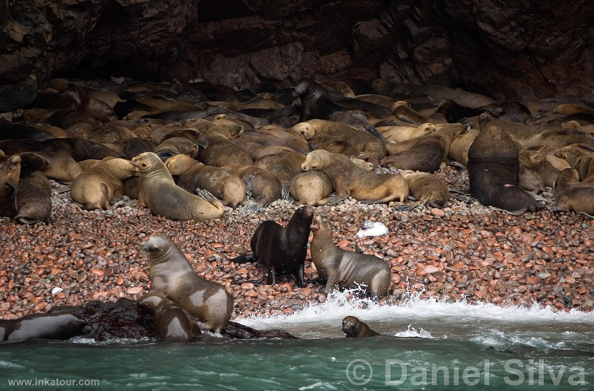 Sea Lions