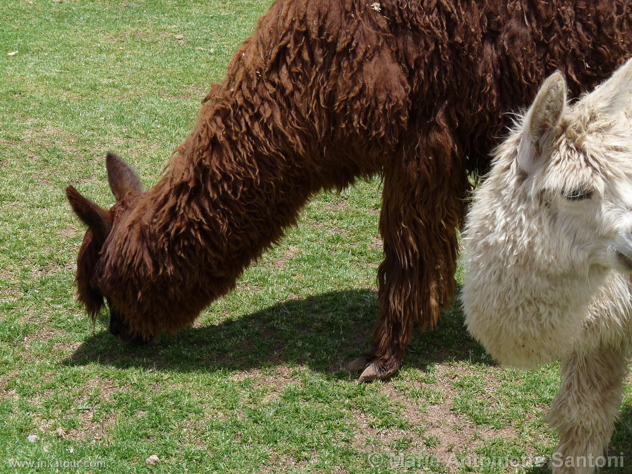 Photo of Peru