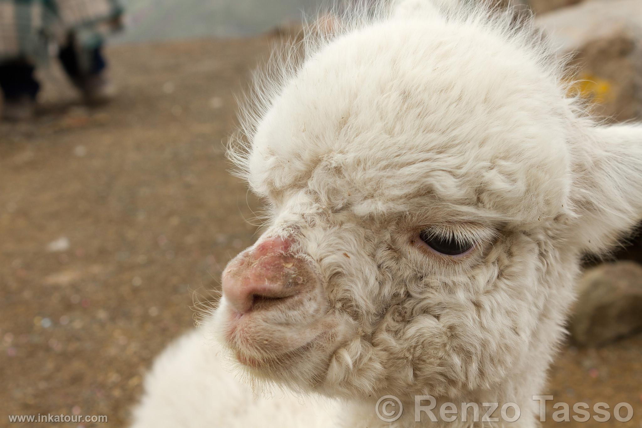 Photo of Peru