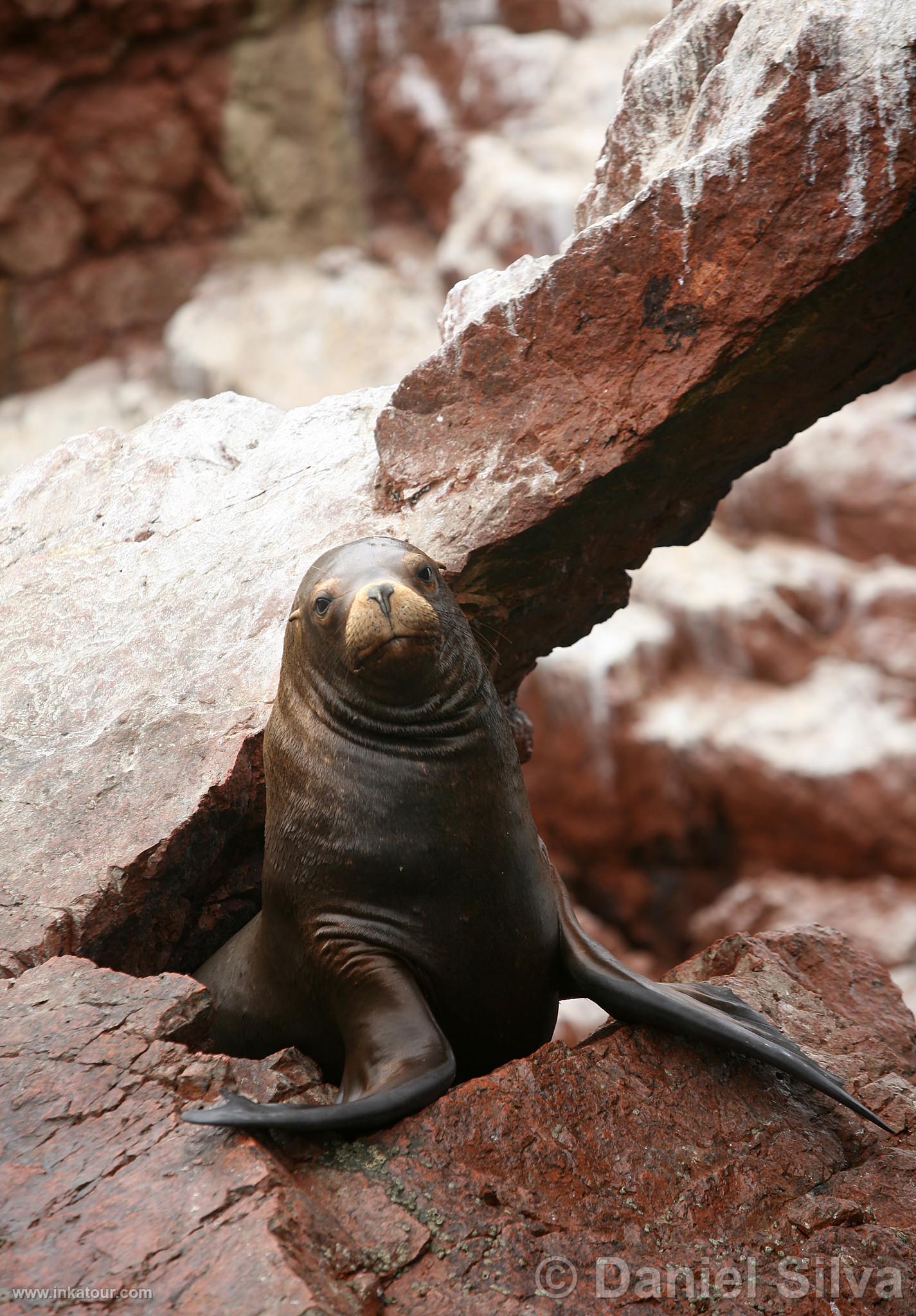 Sea Lion