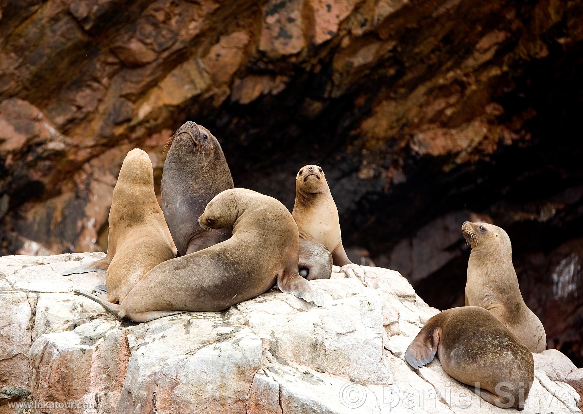 Sea Lions