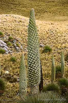 Photo of Peru