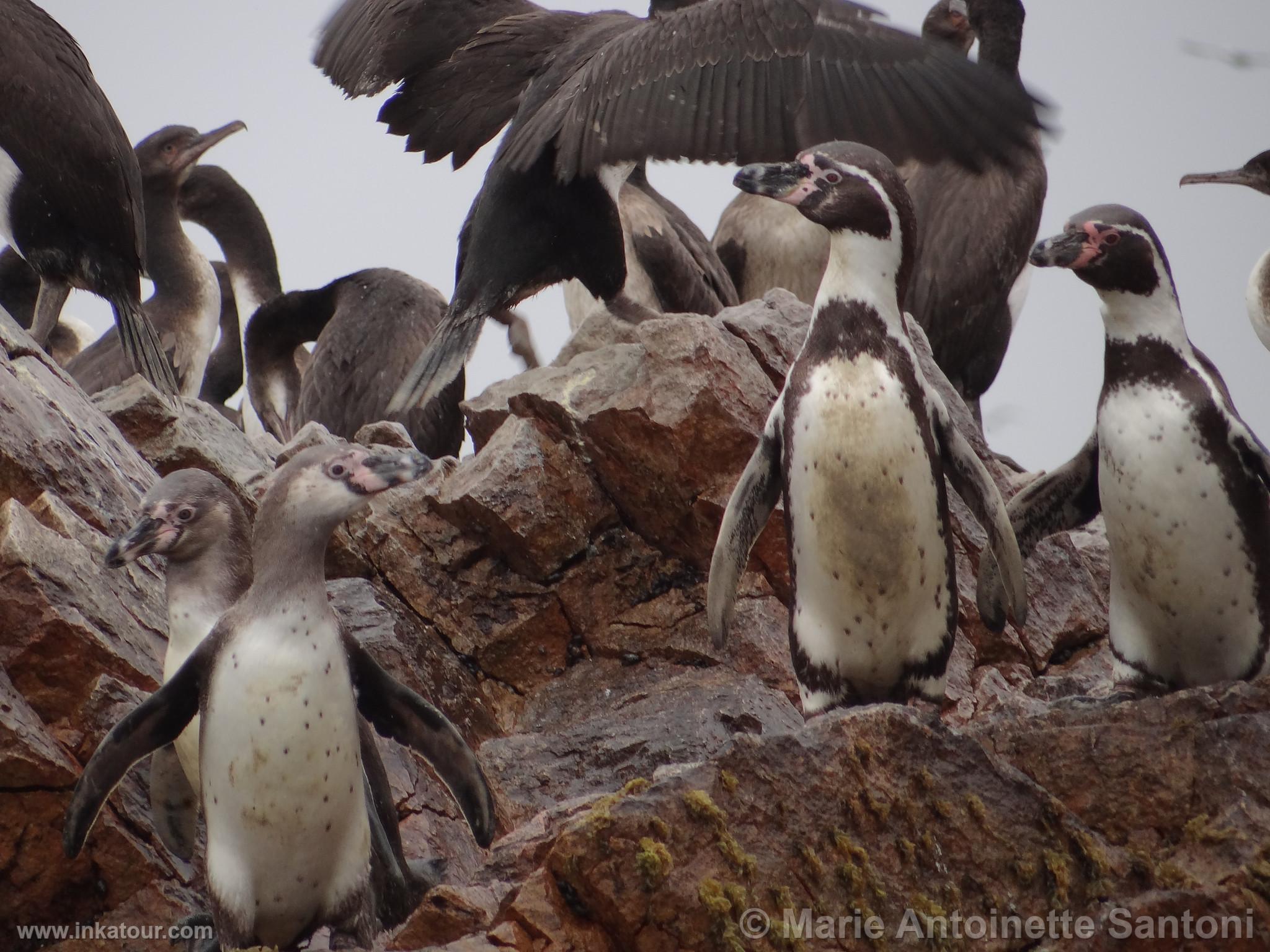 Ballestas, Paracas