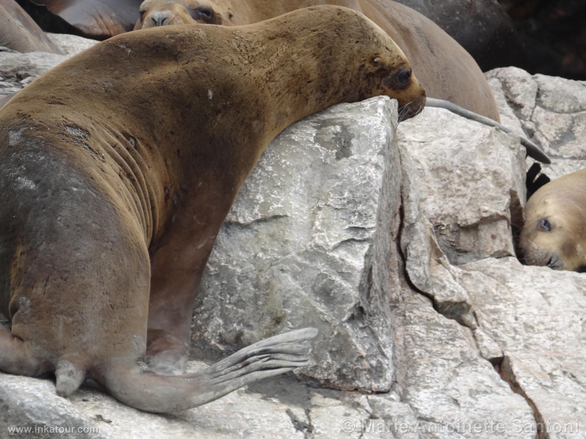 Ballestas, Paracas