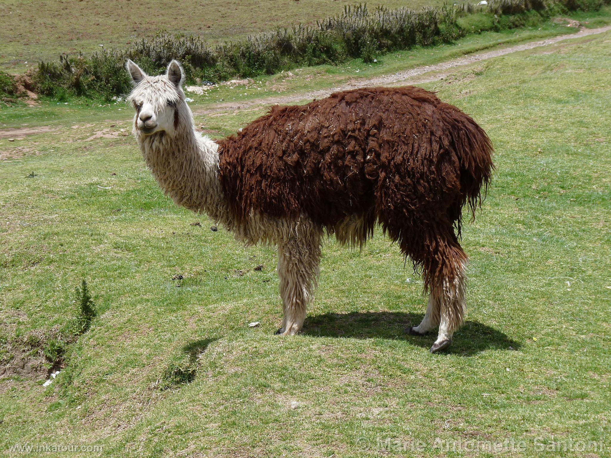 Photo of Peru